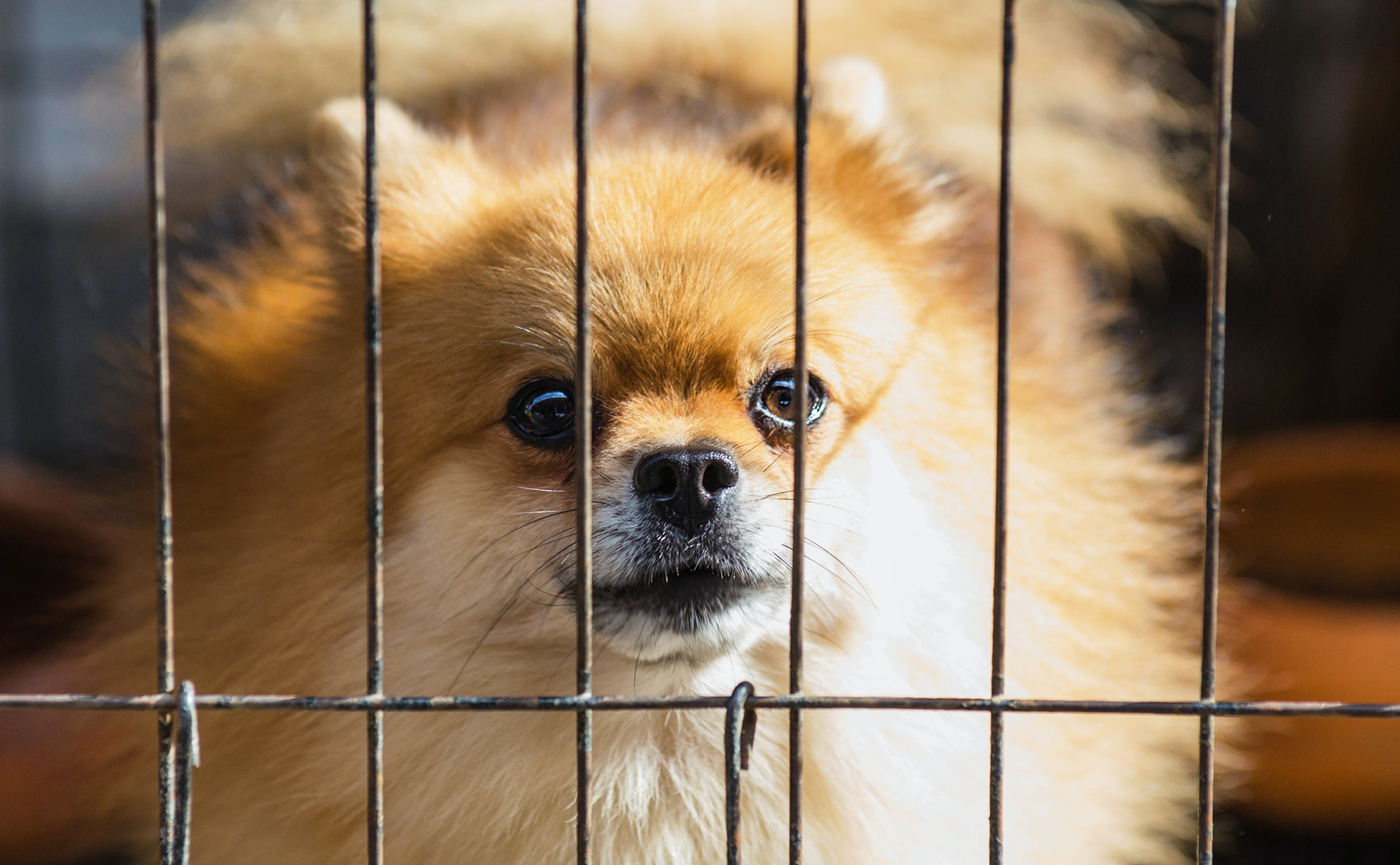 Animal Shelters Are Overwhelmed But You Can Help | LATF USA NEWS