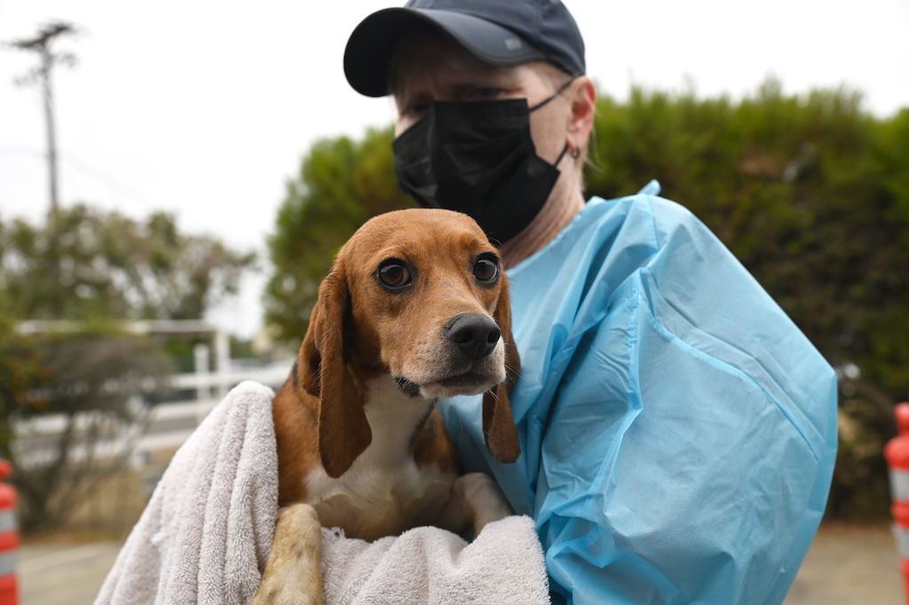 helen woodward animal center, beagles