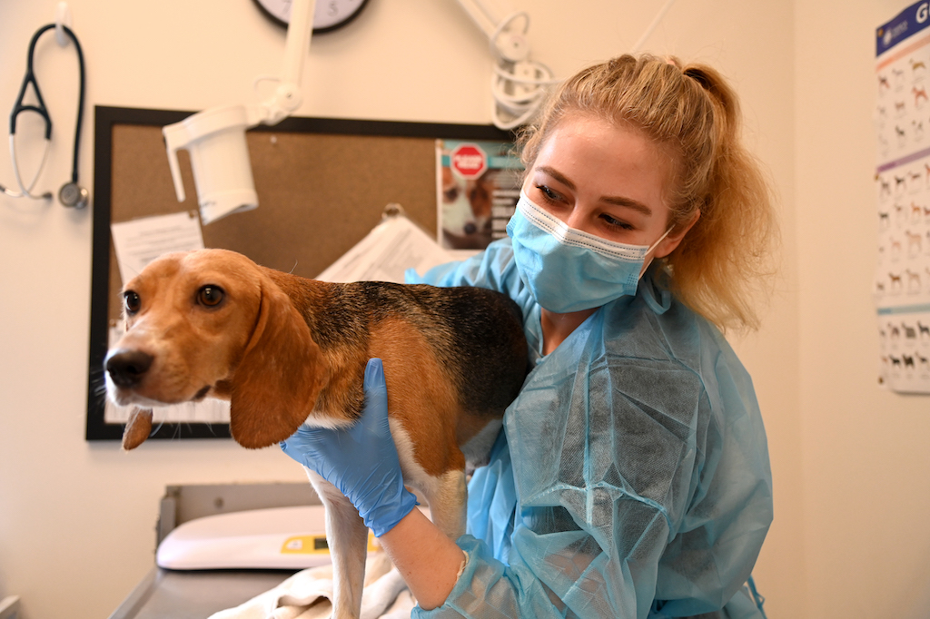 beagles, adoption, helen woodward animal center