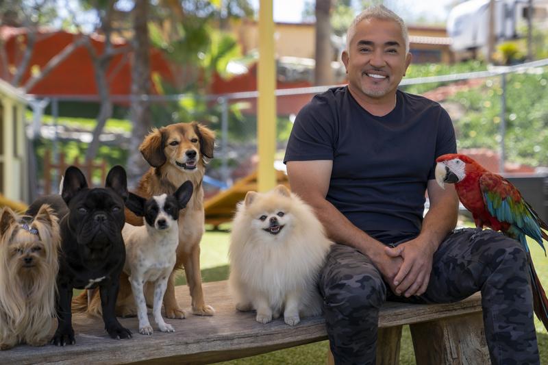 cesar millian, national geographic, dog trainer