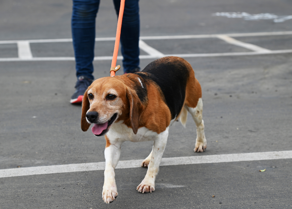 beagles, helen woodward animal center