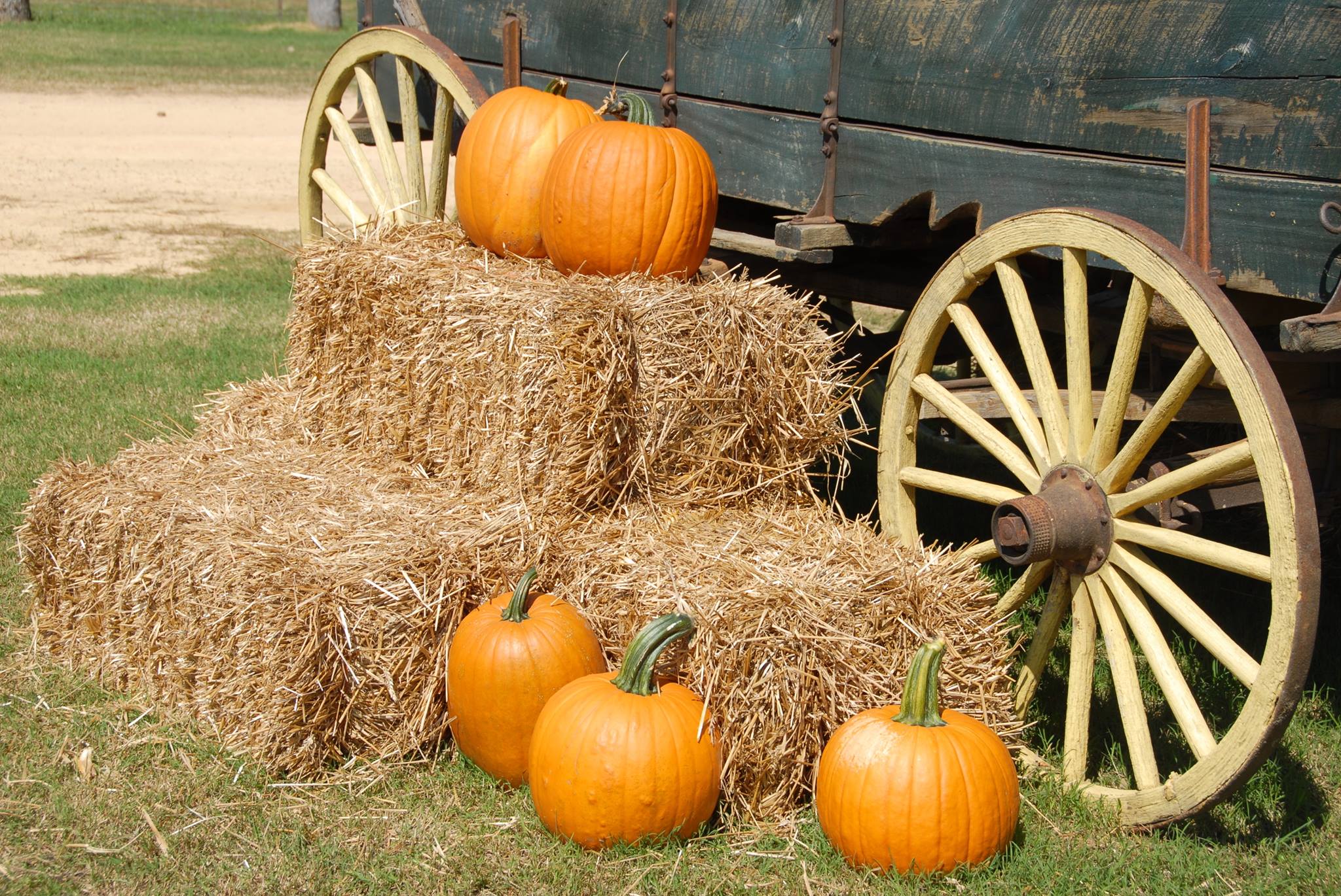 Mr. Jack O’ Lanterns Pumpkin Patch