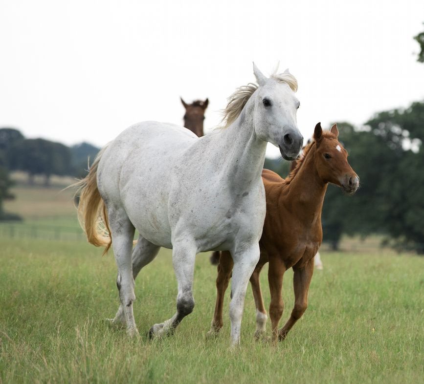 Terry has listed his 744-acre Quarter Horses Ranch for $22.5 million