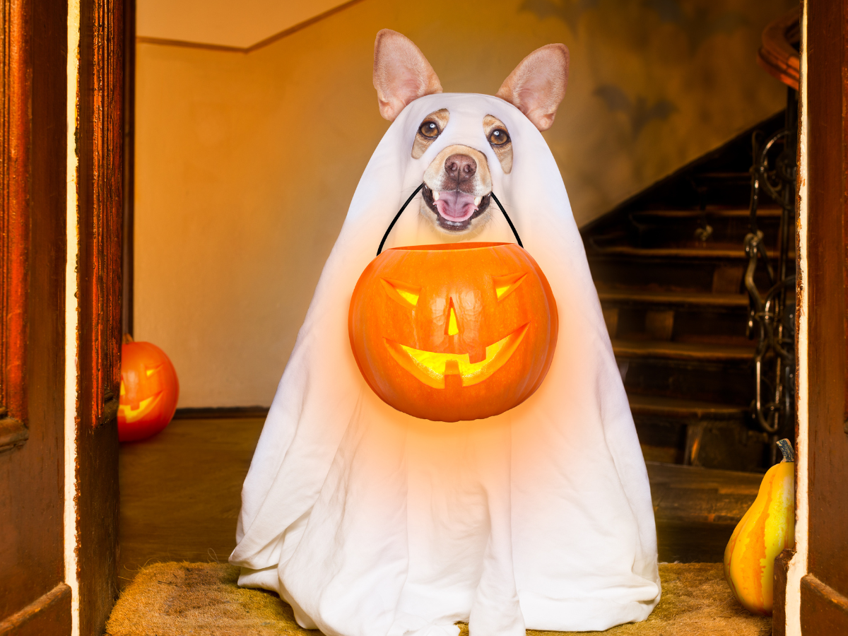 halloween, candy, tips for dogs, dogs candy