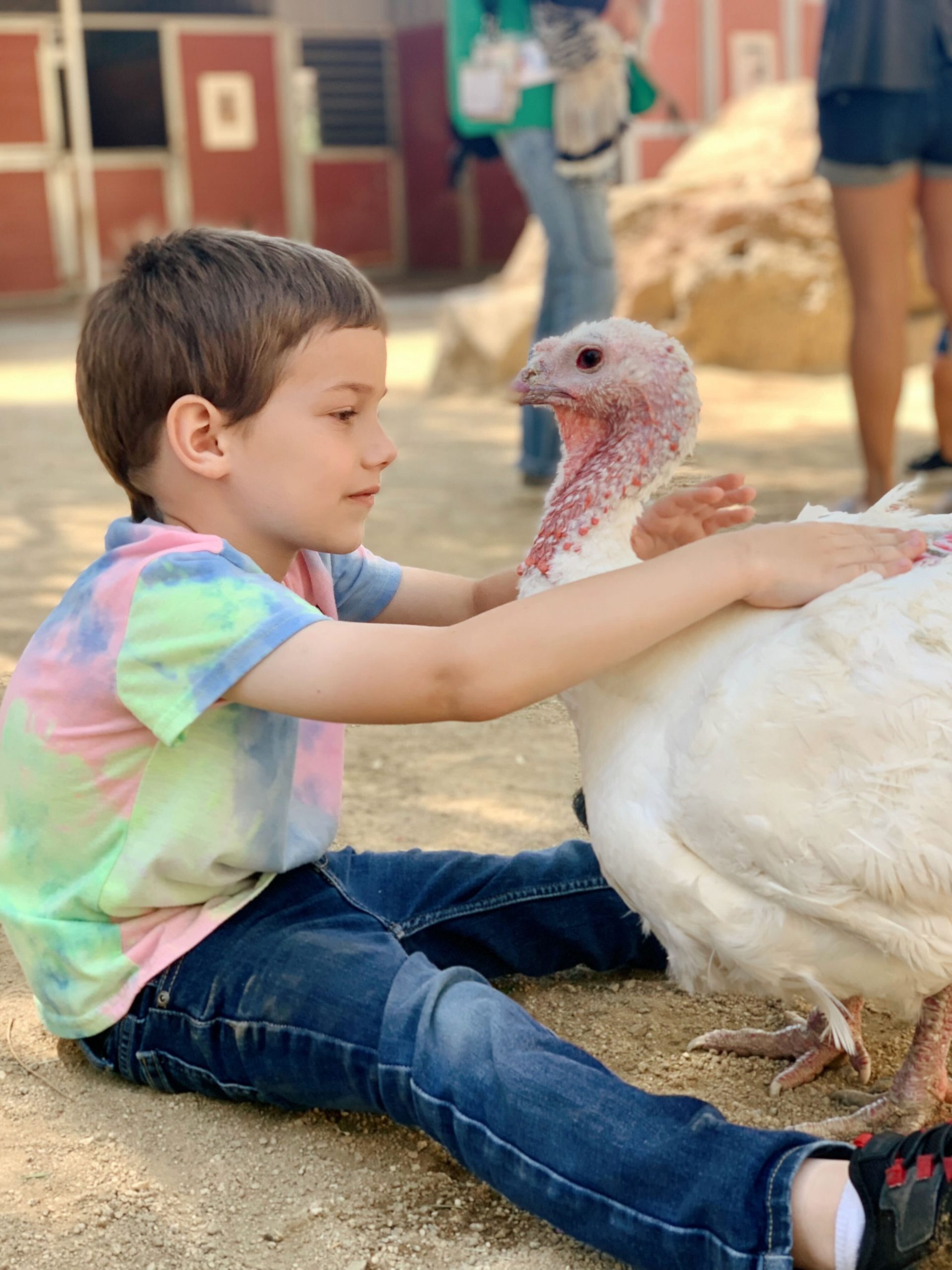 the gentle barn, rescue farm animals, turkey