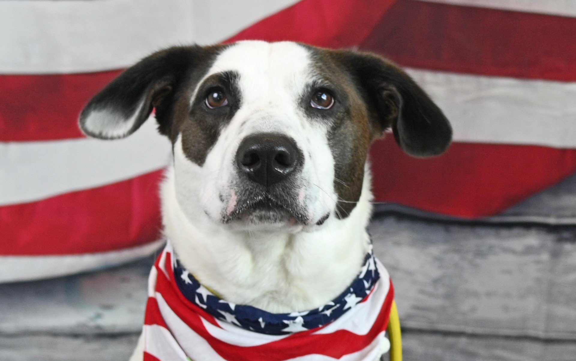 military, dog adoption helen woodward animal center, veteran's day