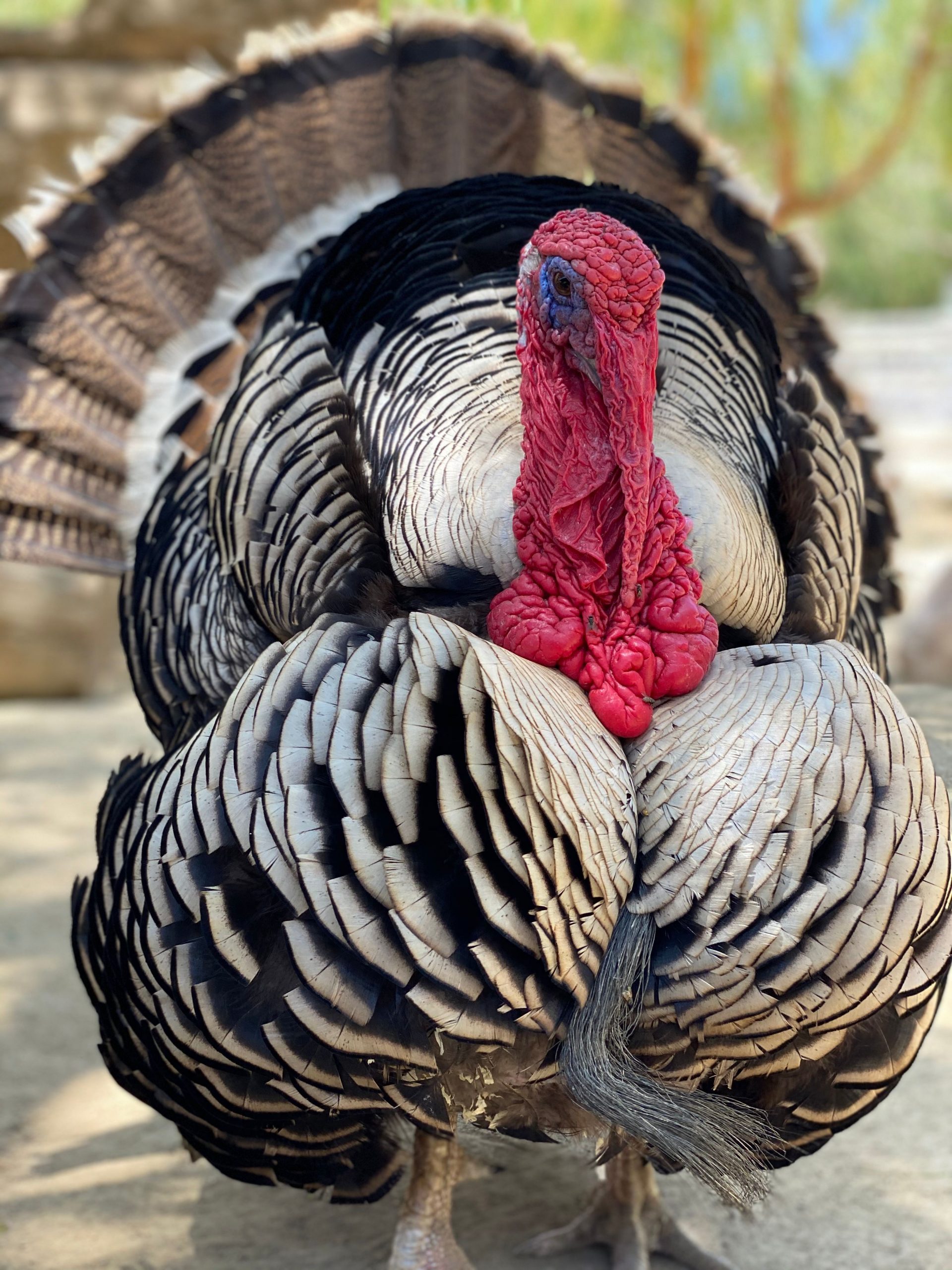 the gentle barn, rescue farm animals, turkey