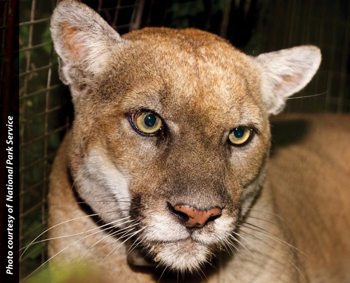 p-22, mountain lion