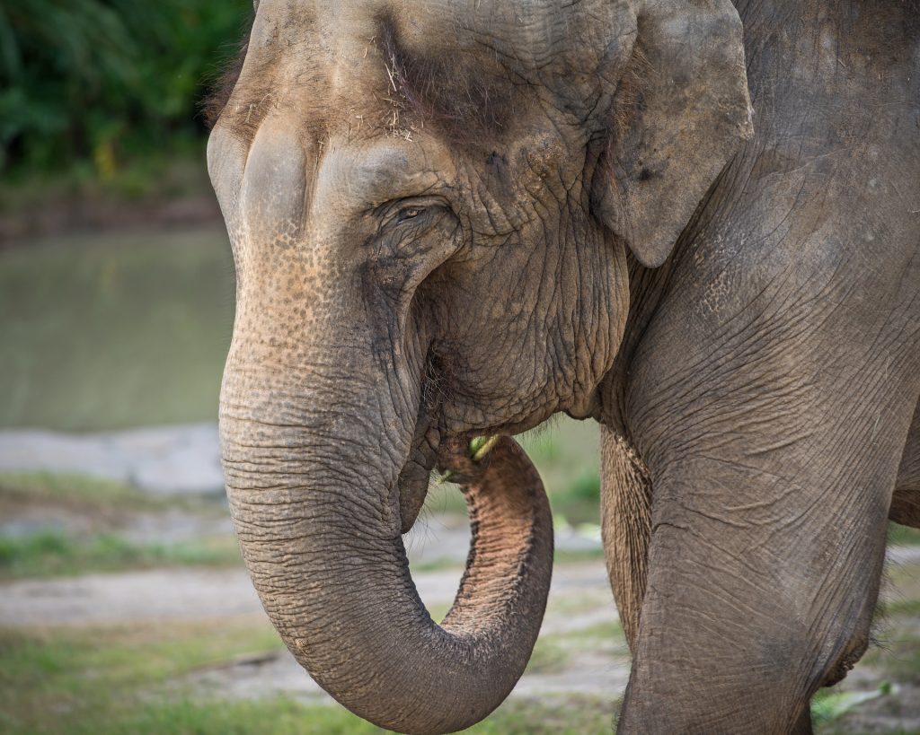 asian elephant, jewel, los angeles zoo