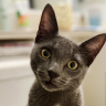 Tom Cruise The Kitty