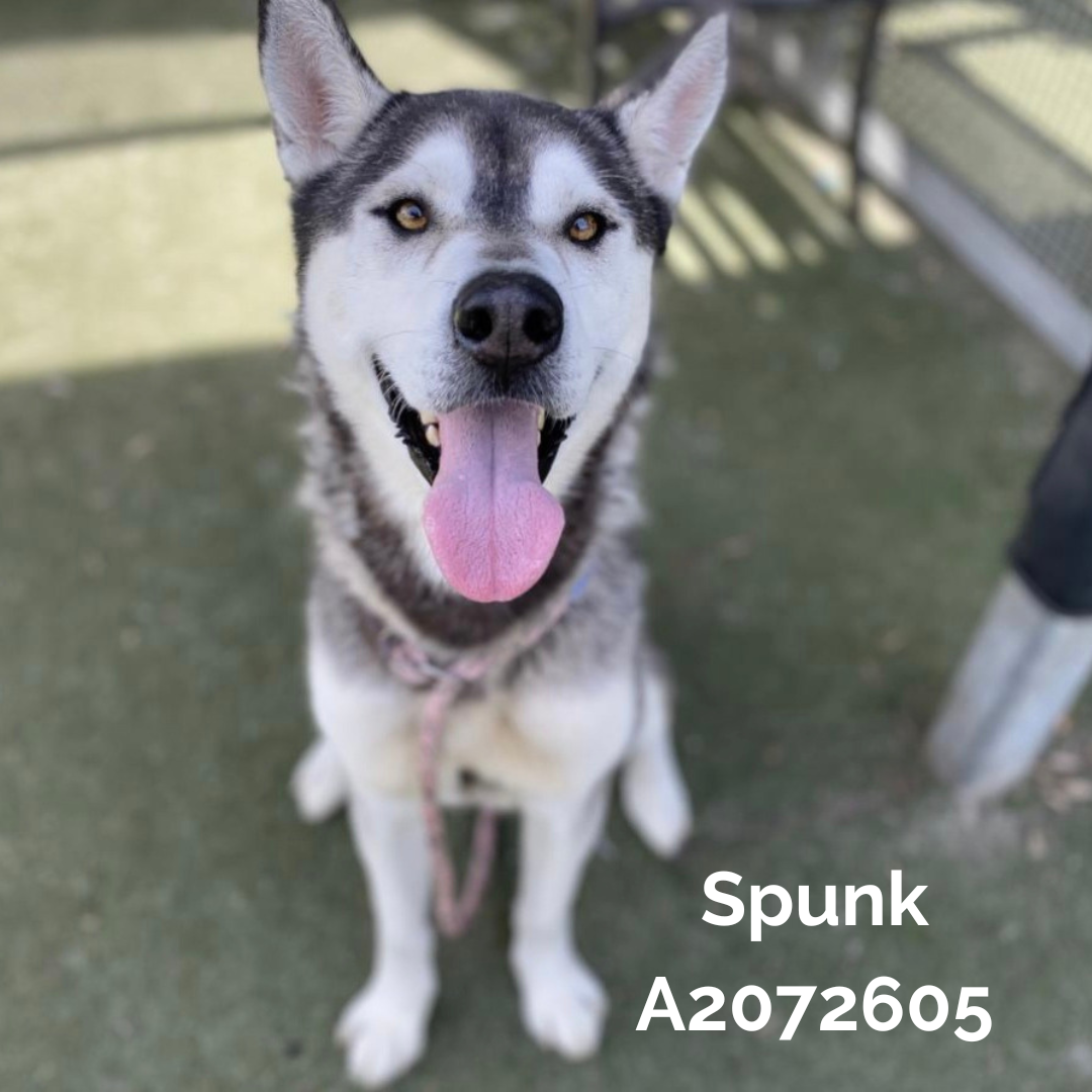 la animal services, husky, adoption, adopt