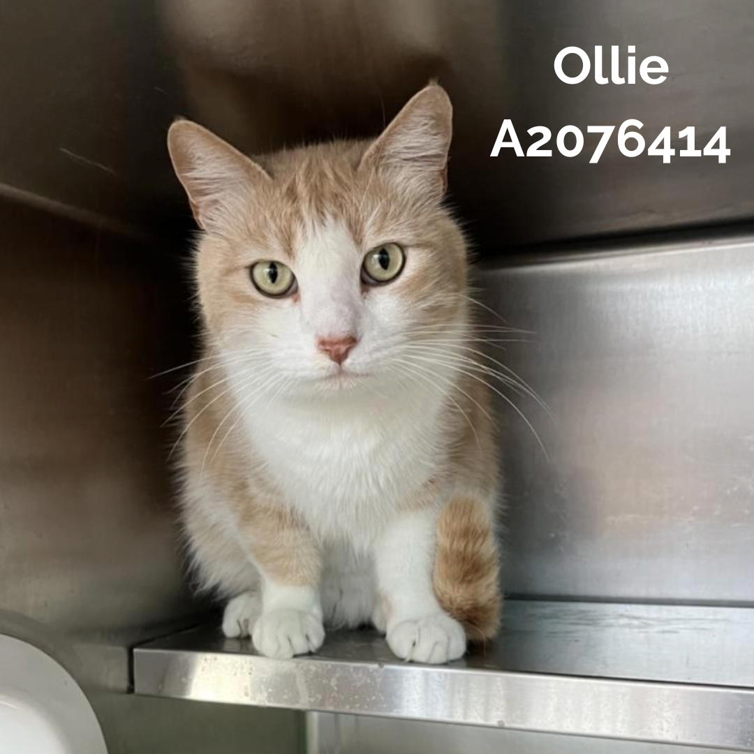 cat adoption, la animal services