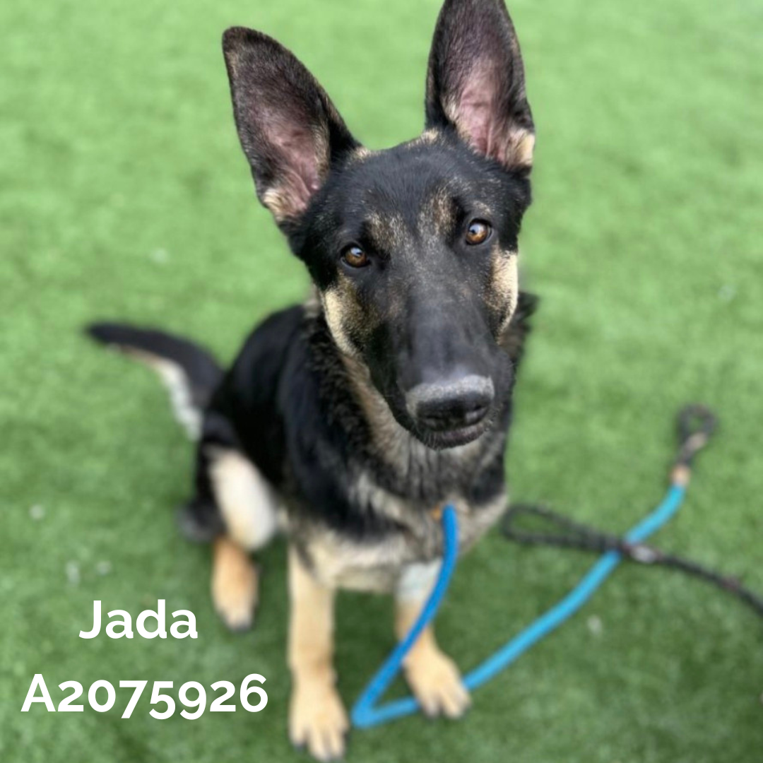 dog adoption, la animal services