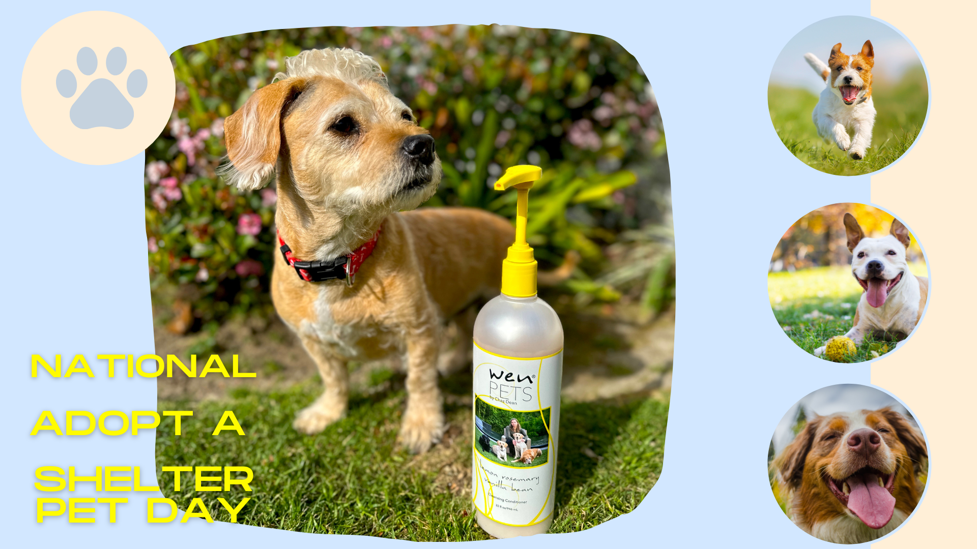 wen pet cleansing conditioner, chaz dean, dog adoption