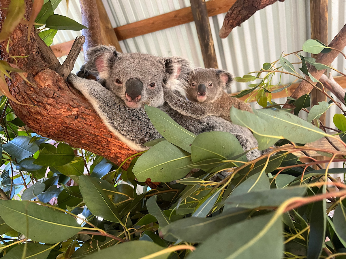 koala joey, la zoo