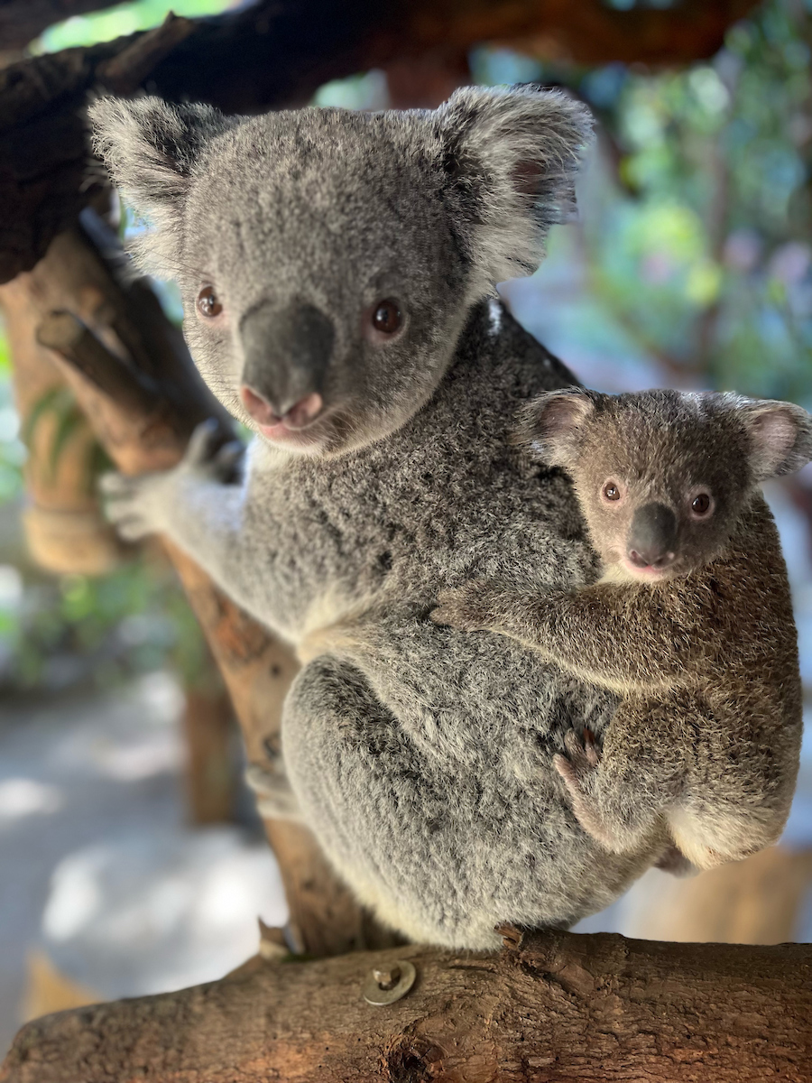 koala joey, koala bear, la zoo