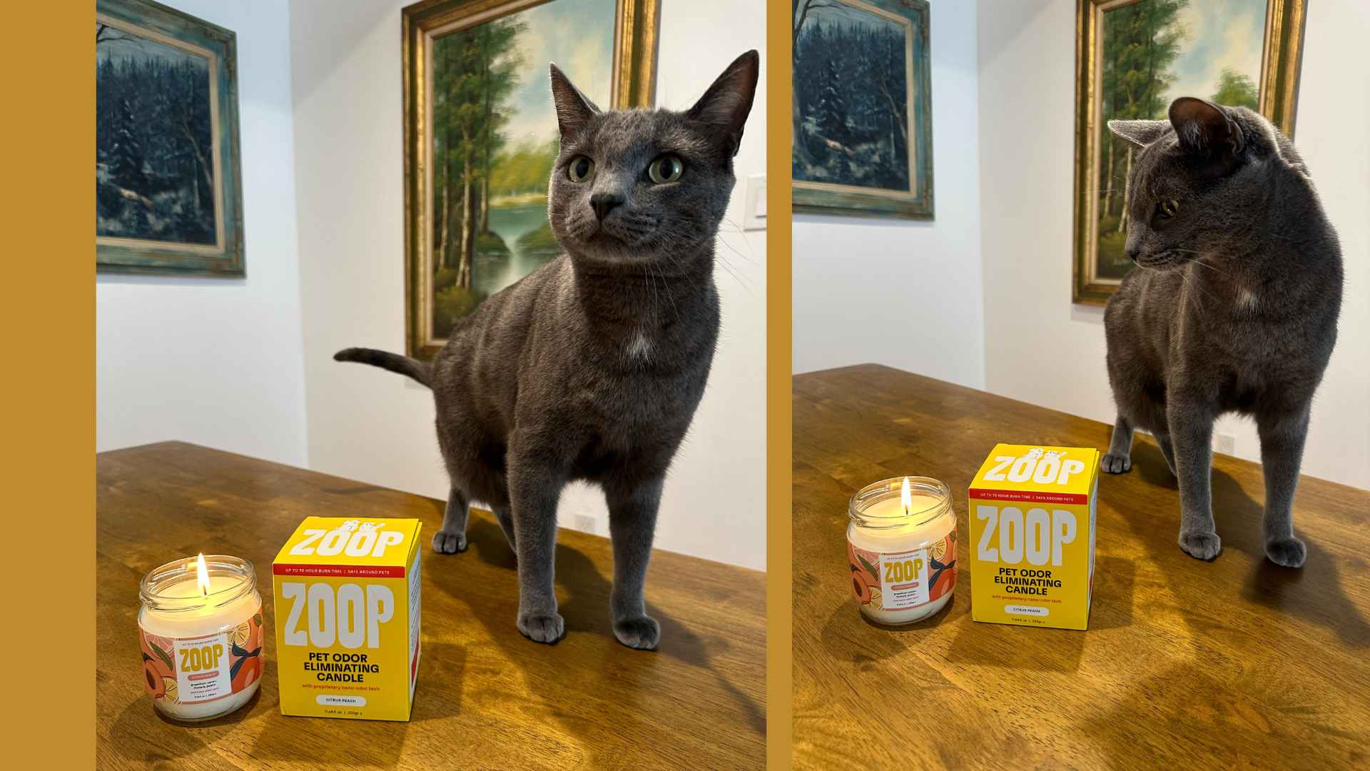 zoop candle, cat odor, kitty litter