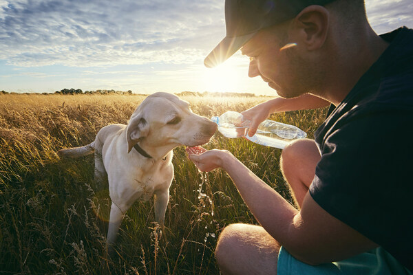 purina, hawaii wildfires