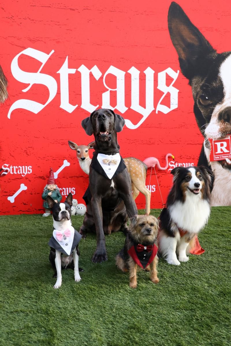 strays movie premiere, dogs