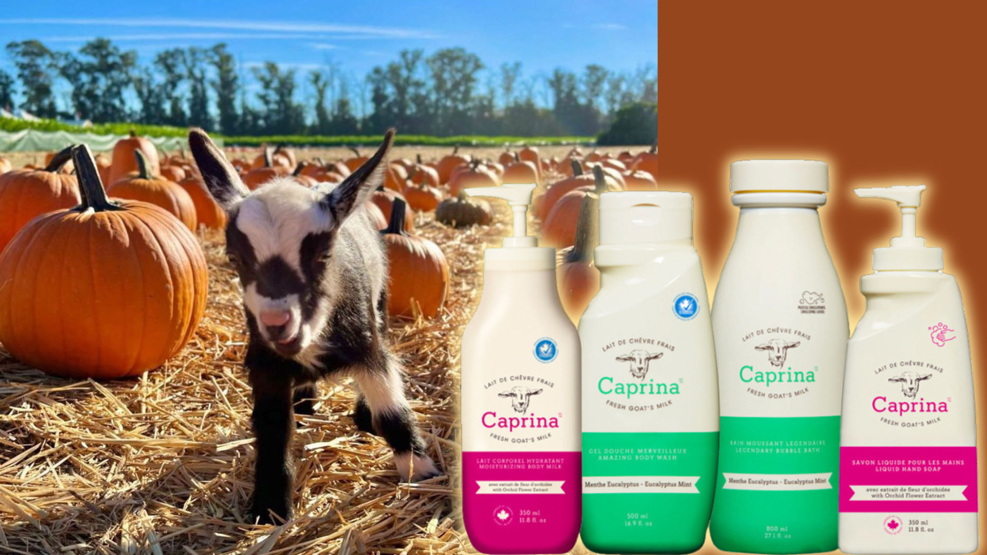 canus goat milk skincare