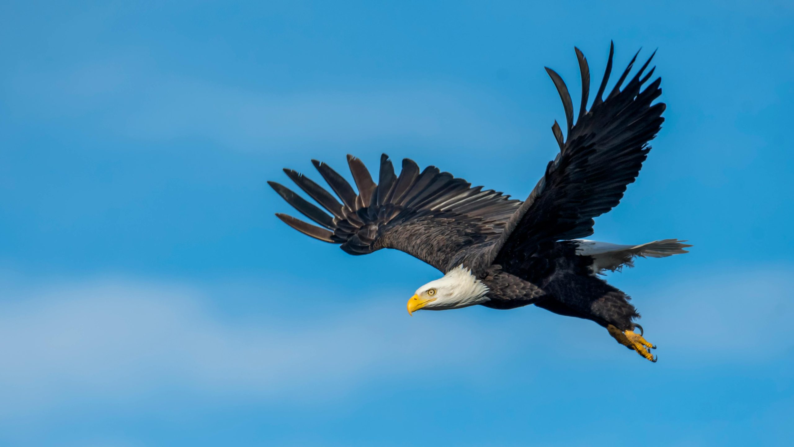 eagles