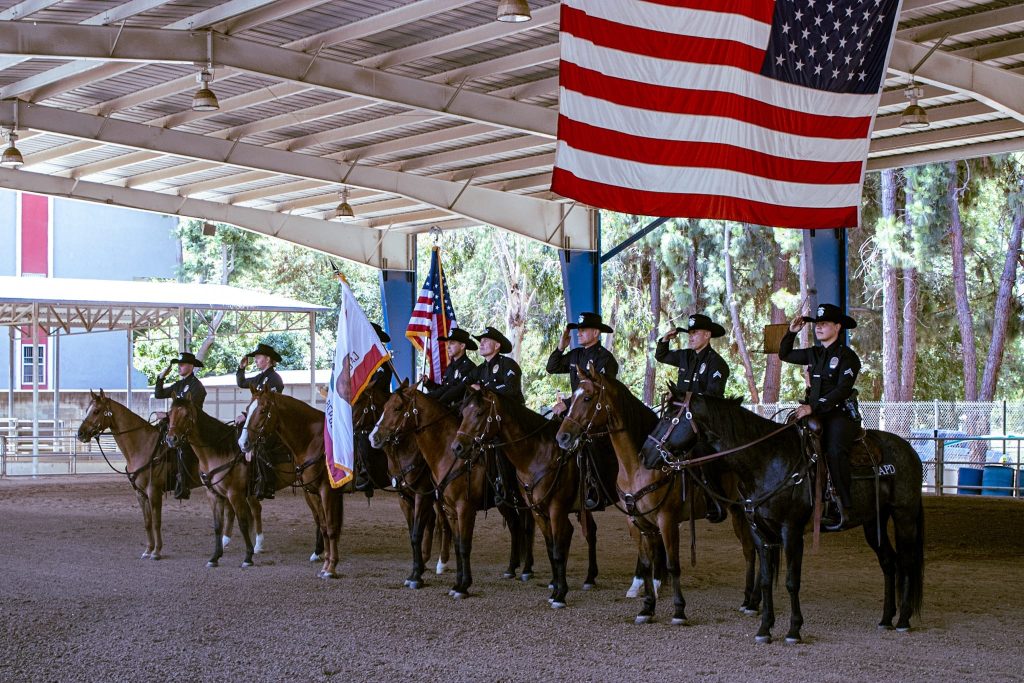 horses