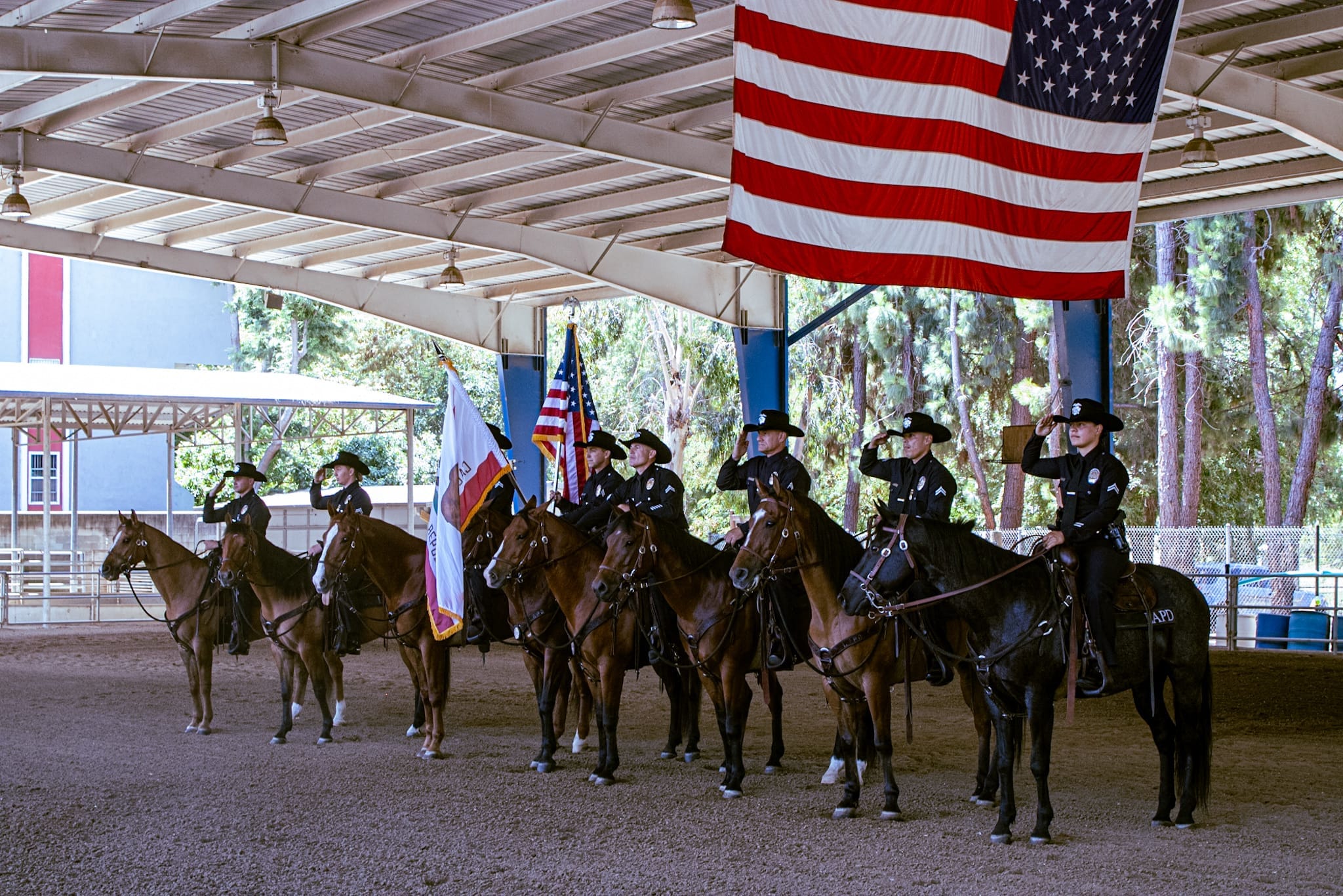 horses