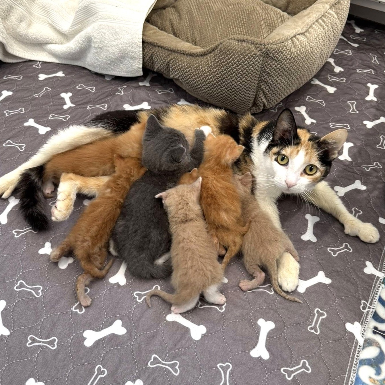 cat