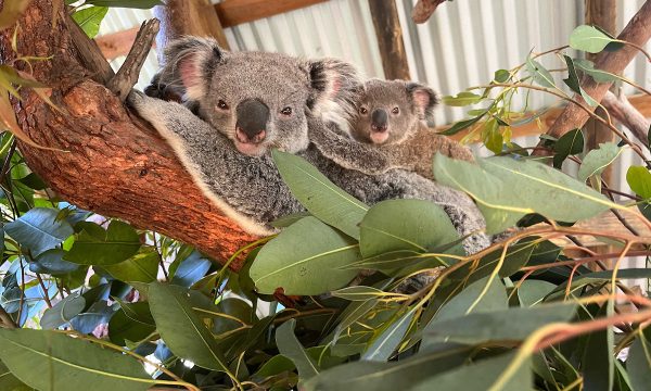 koala joey, la zoo