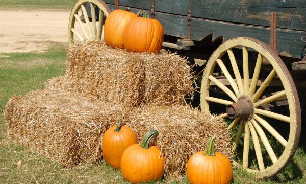 Mr. Jack O’ Lanterns Pumpkin Patch