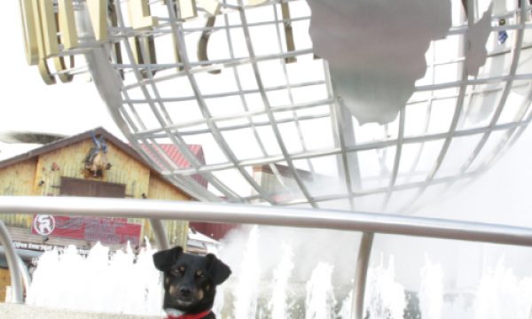 20121213160655universal_studios_dog