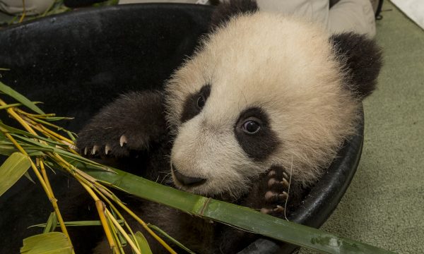 The San Diego Zoo’s panda cub, Xiao Liwu, started the New Year with a clean bill of health from his veterinarians. During his 20th exam this morning there was bamboo to snack on and various toys including a doughnut- shaped plastic ring (perfect for pan