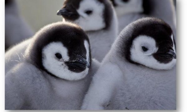 20131029121412Penguins_waddle_discovery