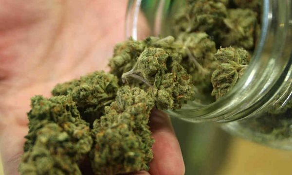 20131106182604Marijuana