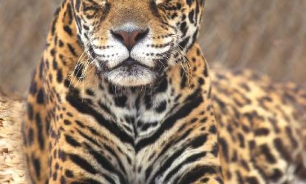 The Wild Animal Sanctuary Freckles