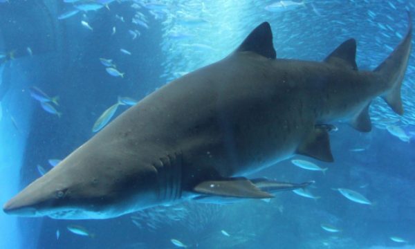 20140707101232Shark_Attack