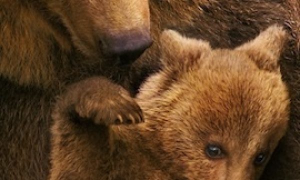 20140711171239Disney_Bears