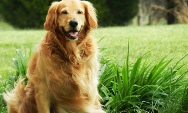 20140729131521World_Dog_Awards___The_CW