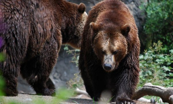 20140808122703Bear_In_The_Woods__Animal_Asia