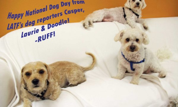 20140826153536National_Dog_day___LATF_USA