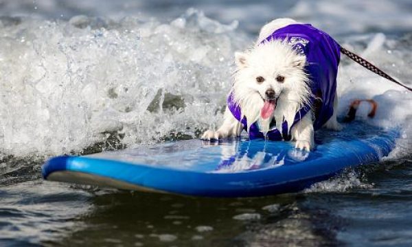 Helen Woodward Animal Center Surf Dog