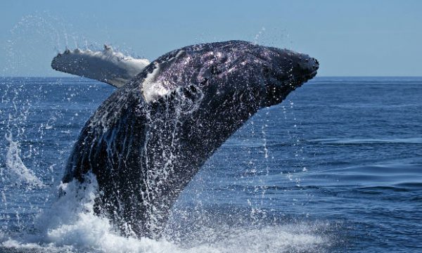 20141002100644Bryde__s_Whale