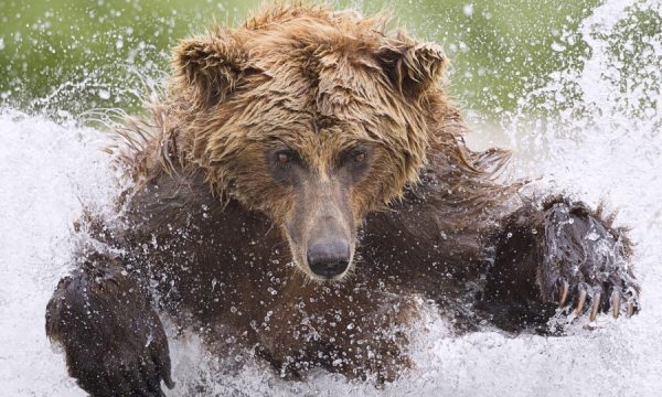 20141015122337natures_best_photography_awards