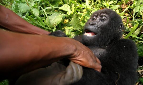 20141017185318virunga
