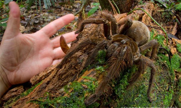 20141020101540large_spider