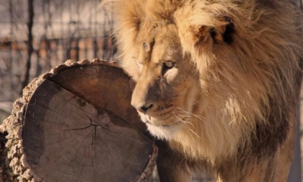 20141113120036Animal_Defenders_International_Bob_Barker_donation