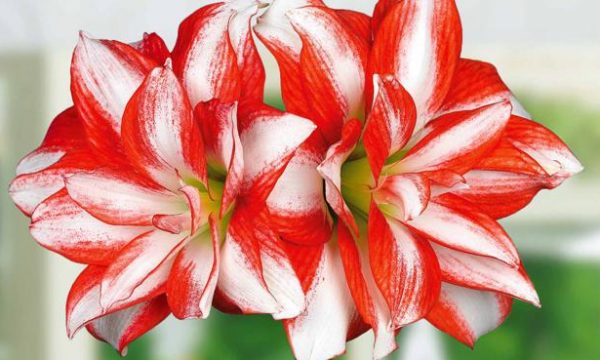 20141119115446Amaryllis