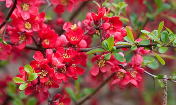 20141120102504Chaenomeles