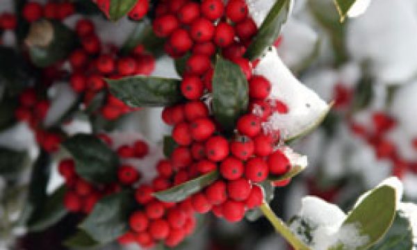 20141121103030Winterberry_holly