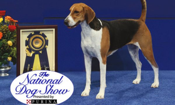 20141125003735The_National_Dog_Show